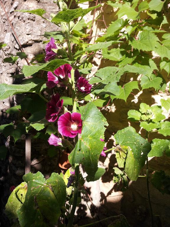 Malaucène Chambres D'Hotes Aux Tournesols מראה חיצוני תמונה